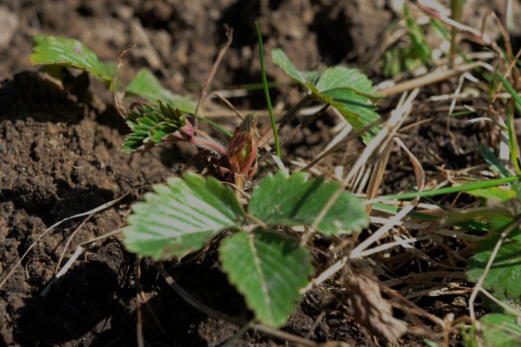 Smultron Fragaria vesca
