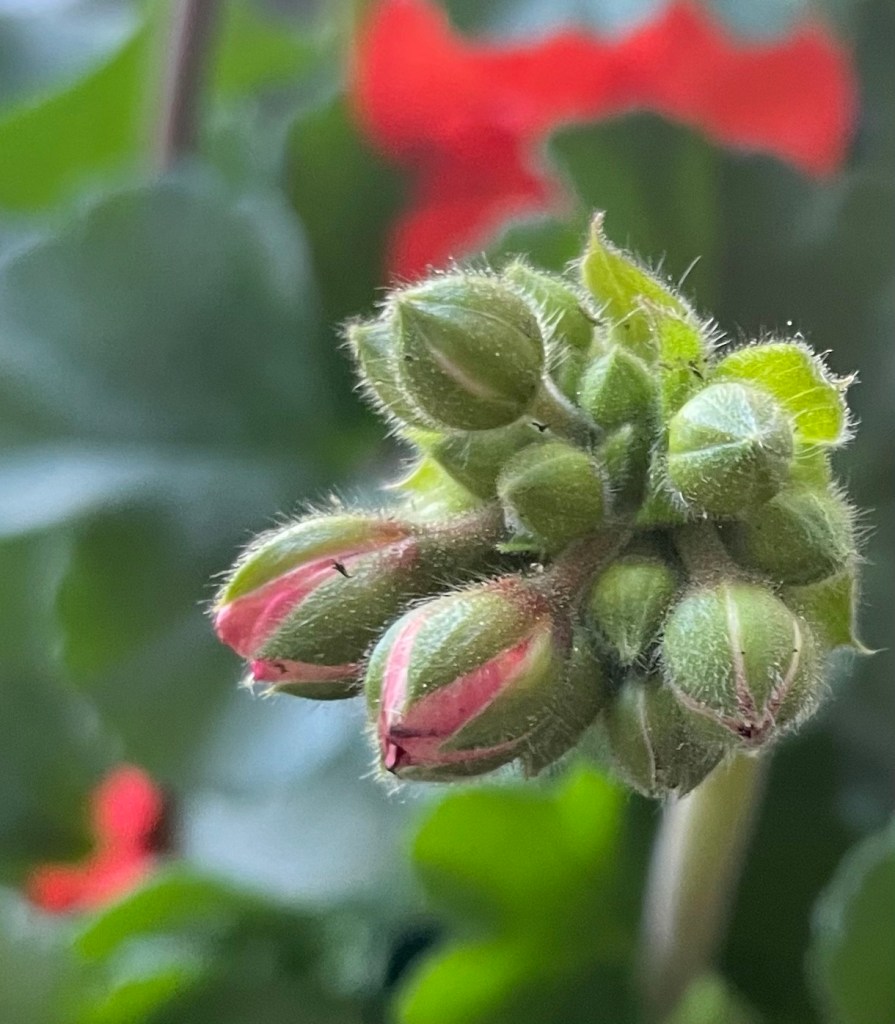 Storkliknande blomklasar. Copywrite Tomas Fredriksson Photography